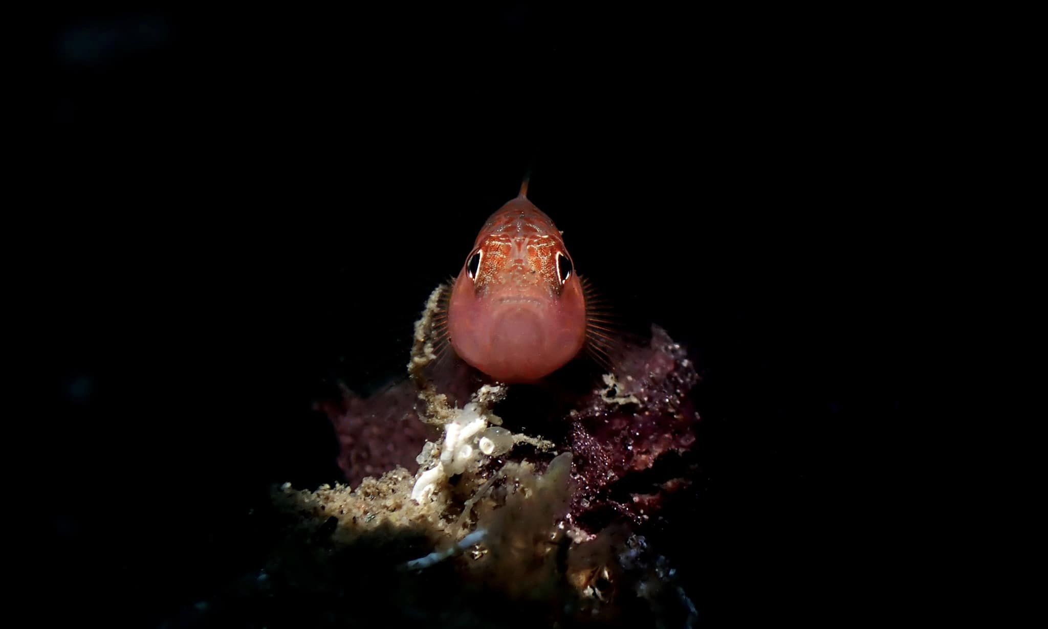 Pixy hawkfish (<i>Cirrhitichthys oxycephalus</i>)